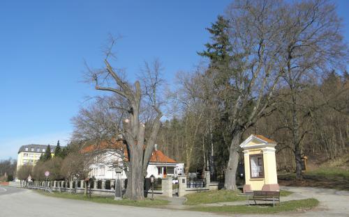 pamatny_strom_sustava_lipa_u_rybarske_skoly_vodnany_8.4._2021.jpg