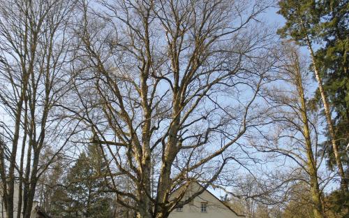 pamatny_strom_rosicky_klen_13.4._2021.jpg