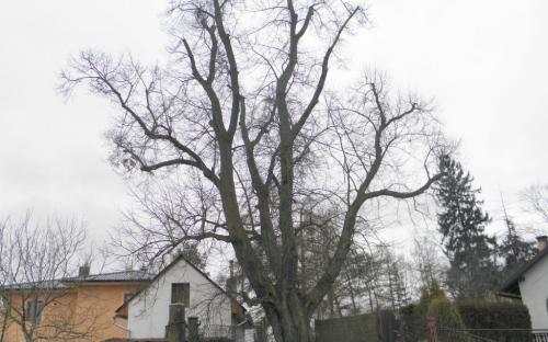svandova_lipa_na_kalvarii.jpg